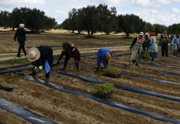 Formation à Tunis sur la gestion durable des sols   
