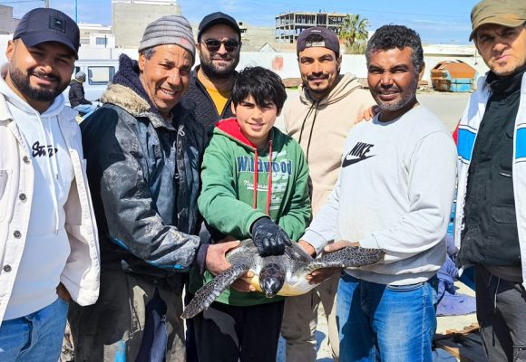 « Emna », une tortue verte sauvée grâce à la vigilance des pêcheurs (Photos)