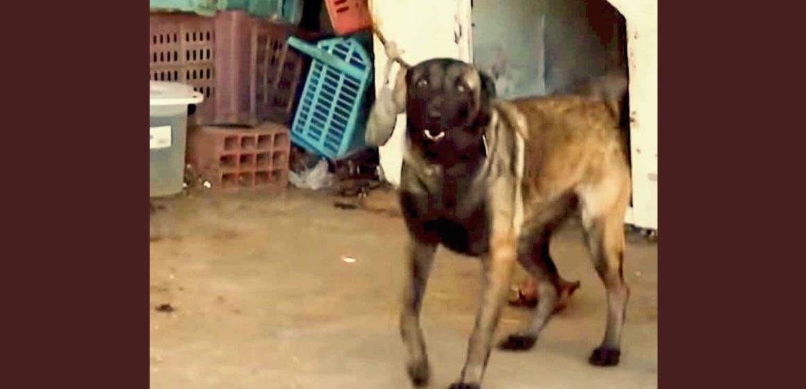 ​Monastir | Le chien retenu au dépôt municipal confié à l&rsquo;association Rahma