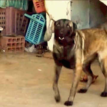 ​Monastir | Le chien retenu au dépôt municipal confié à l&rsquo;association Rahma