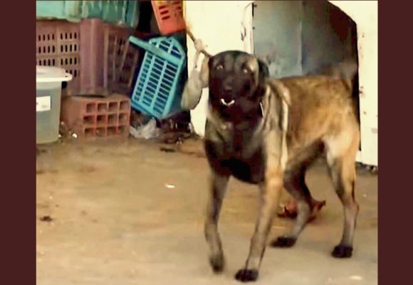 ​Monastir | Le chien retenu au dépôt municipal confié à l&rsquo;association Rahma