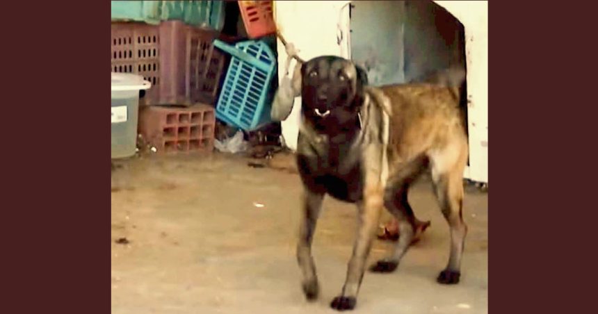 ​Monastir | Le chien retenu au dépôt municipal confié à l&rsquo;association Rahma