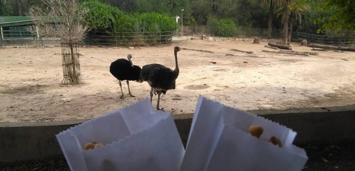 Tunis | Fermeture temporaire du parc zoologique du Belvédère