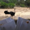 Tunis | Fermeture temporaire du parc zoologique du Belvédère