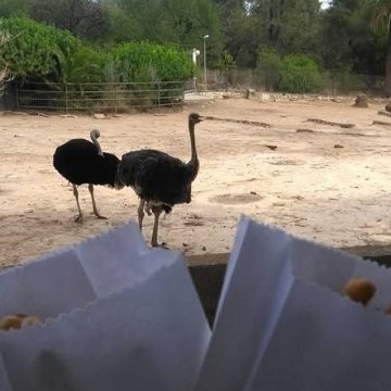 Tunis | Fermeture temporaire du parc zoologique du Belvédère