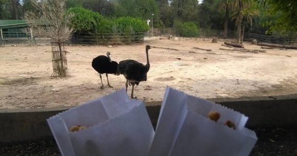 Ph Kapitalis zoo belvédère Tunis | Fermeture temporaire du parc zoologique du Belvédère