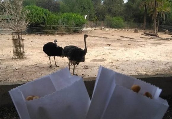Ph Kapitalis zoo belvédère Tunis | Fermeture temporaire du parc zoologique du Belvédère