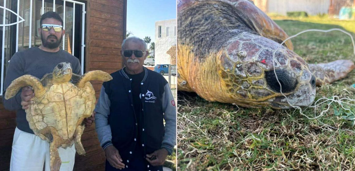 Rayhane, la tortue de Monastir sauvée par des pêcheurs