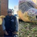 Rayhane, la tortue de Monastir sauvée par des pêcheurs