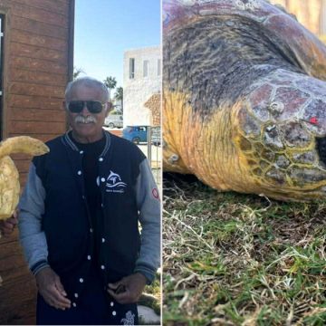Rayhane, la tortue de Monastir sauvée par des pêcheurs