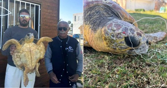Rayhane tortue Rayhane, la tortue de Monastir sauvée par des pêcheurs
