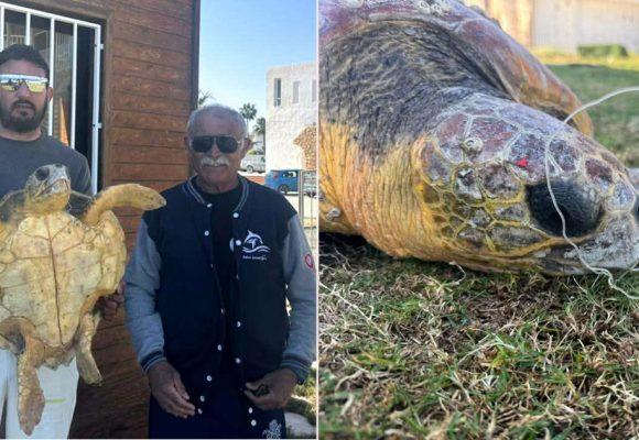 Rayhane, la tortue de Monastir sauvée par des pêcheurs