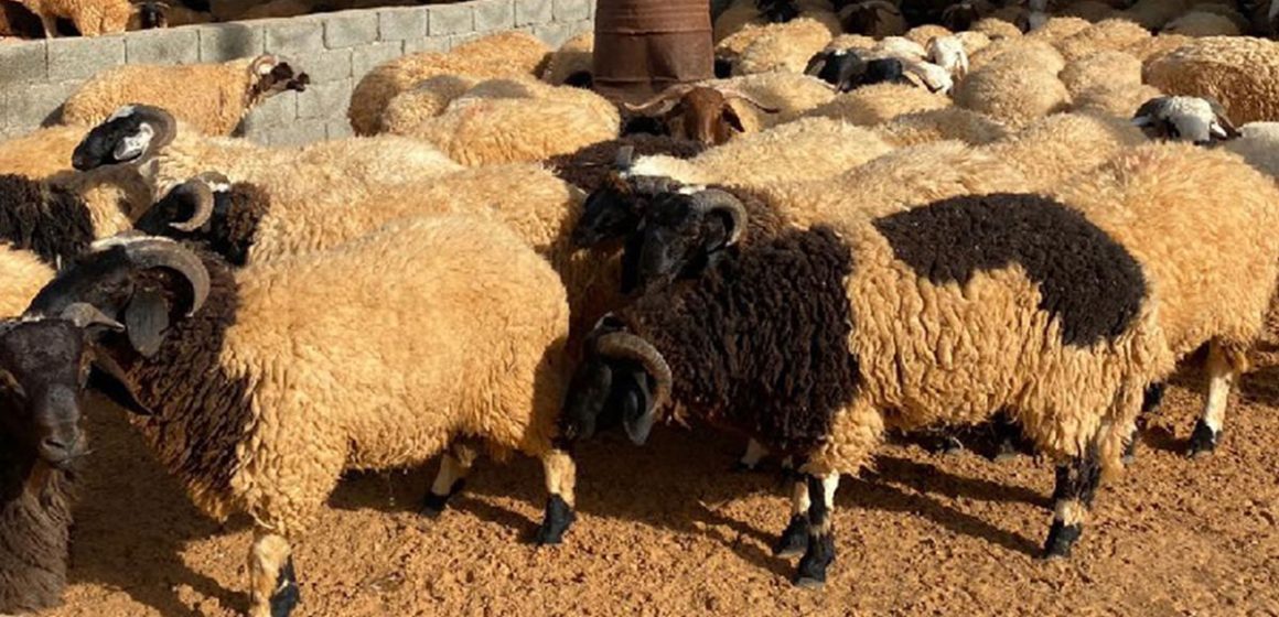 Tunisie | Le mouton de l’Aïd acheté sur… Instagram
