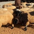 Tunisie | Le mouton de l’Aïd acheté sur… Instagram