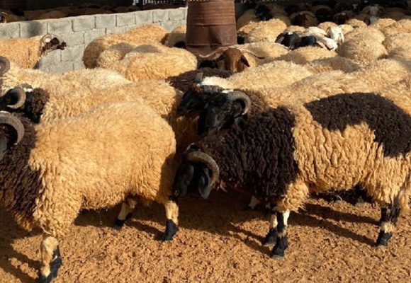 Aid-Al-Adha-2 Tunisie | Le mouton de l’Aïd acheté sur… Instagram