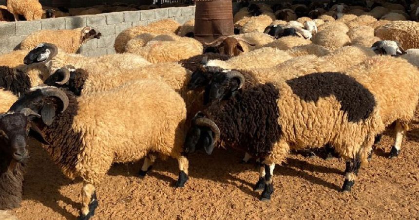 Aid-Al-Adha-2 Tunisie | Le mouton de l’Aïd acheté sur… Instagram