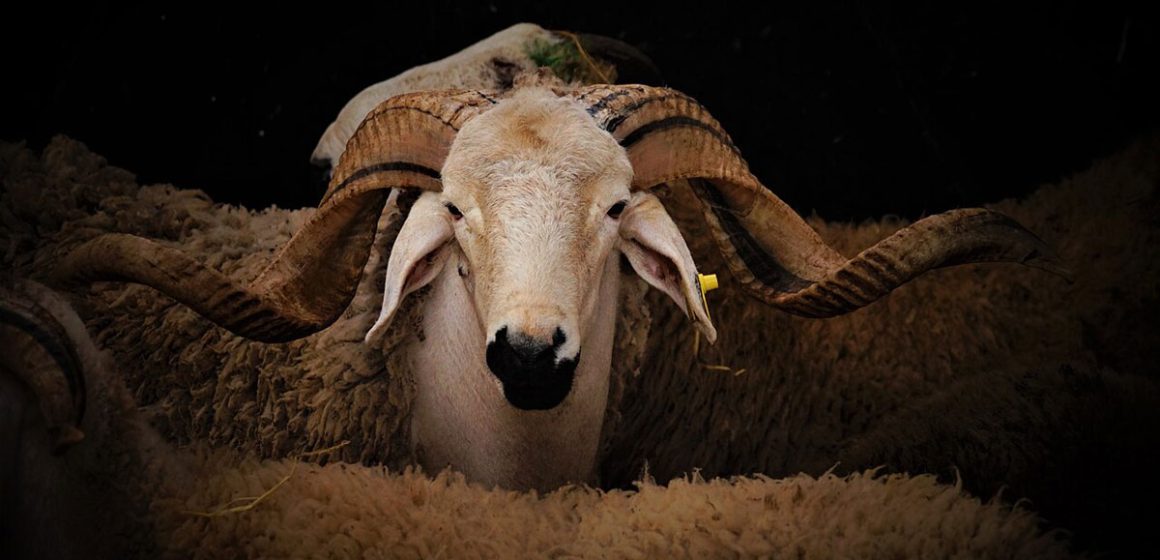 Aid-Al-Adha-Mouton Aïd Al Adha | Rituel inaccessible et fracture du collectif