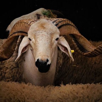 Aid-Al-Adha-Mouton Aïd Al Adha | Rituel inaccessible et fracture du collectif