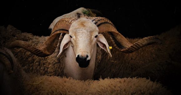 Aid-Al-Adha-Mouton Aïd Al Adha | Rituel inaccessible et fracture du collectif