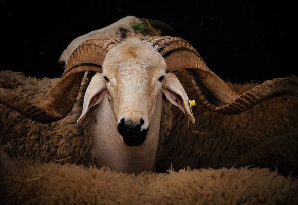 Aid-Al-Adha-Mouton Aïd Al Adha | Rituel inaccessible et fracture du collectif