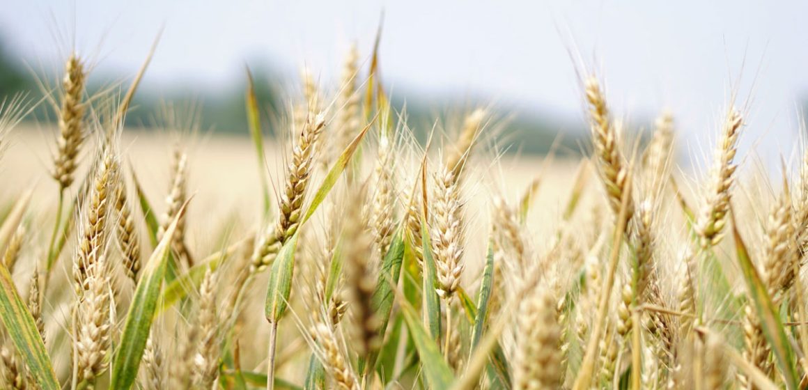 Cereales-3 L’Algérie ambitionne d’exporter du blé vers la Tunisie et le Maroc