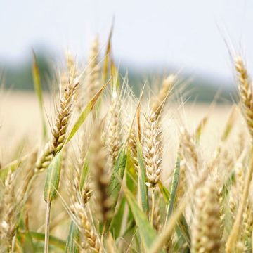 Cereales-3 L’Algérie ambitionne d’exporter du blé vers la Tunisie et le Maroc