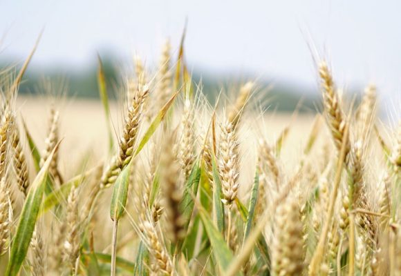 Cereales-3 L’Algérie ambitionne d’exporter du blé vers la Tunisie et le Maroc