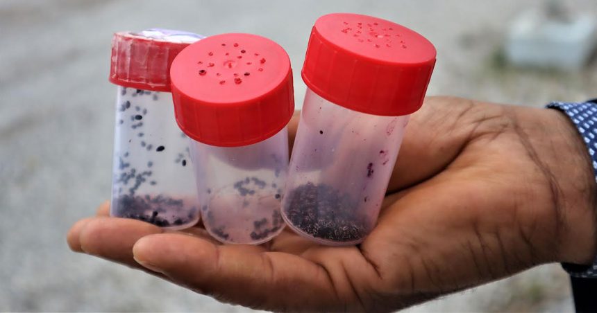 Cochenilles Atelier à Tunis sur la lutte contre la cochenille du figuier de Barbarie