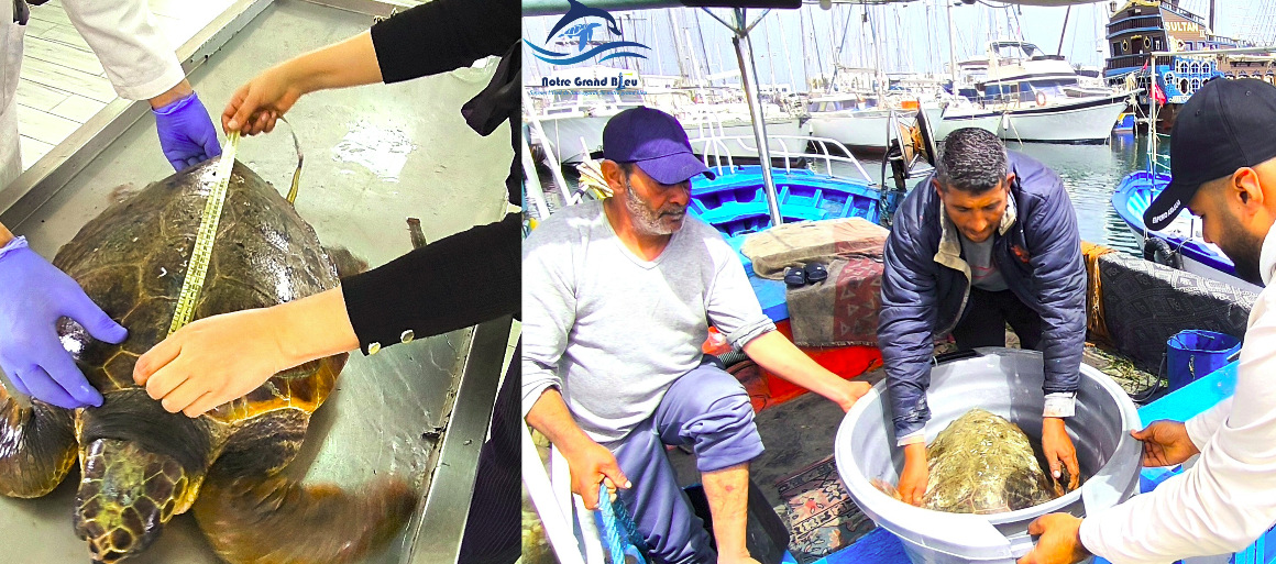 Monastir | Nouveau sauvetage d&rsquo;une tortue baptisée « Israa »