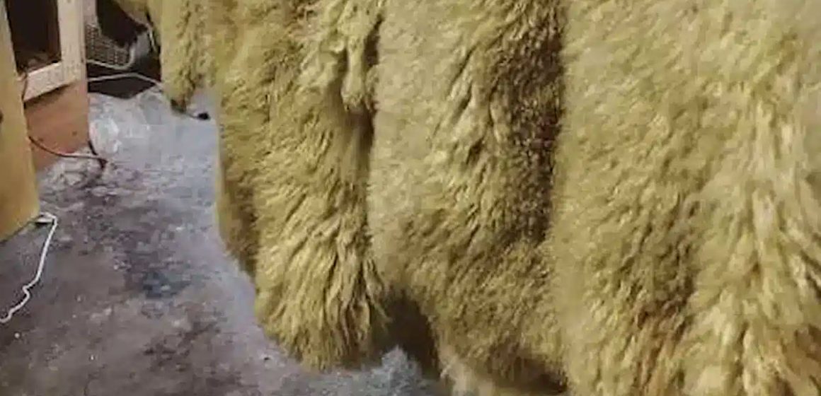 Tunisie | Traitement des peaux d’animaux sacrificiels