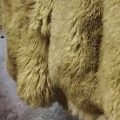 Tunisie | Traitement des peaux d’animaux sacrificiels