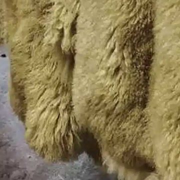 Tunisie | Traitement des peaux d’animaux sacrificiels