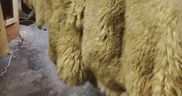 Peaux-de-moutons Tunisie | Traitement des peaux d’animaux sacrificiels