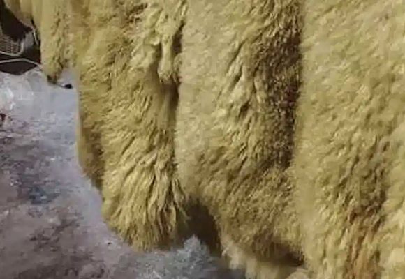 Peaux-de-moutons Tunisie | Traitement des peaux d’animaux sacrificiels