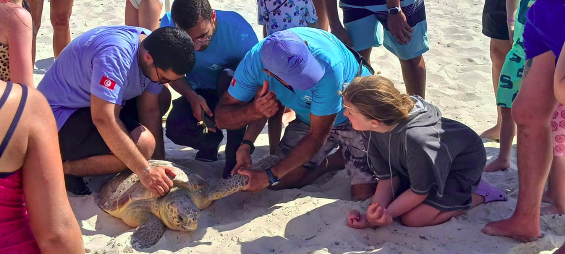 Skanes | Une tortue sauvée et réintroduite dans son milieu naturel en mer