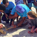 Skanes | Une tortue sauvée et réintroduite dans son milieu naturel en mer