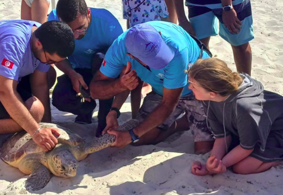 Skanes | Une tortue sauvée et réintroduite dans son milieu naturel en mer
