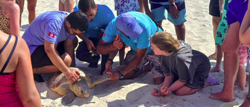 Skanes | Une tortue sauvée et réintroduite dans son milieu naturel en mer