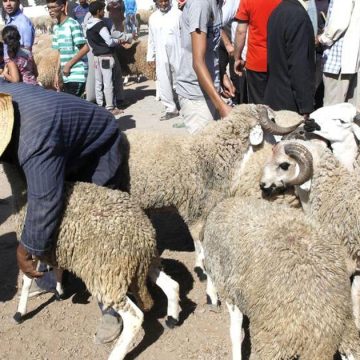 La théorie des prix appliquée au mouton de l’Aïd