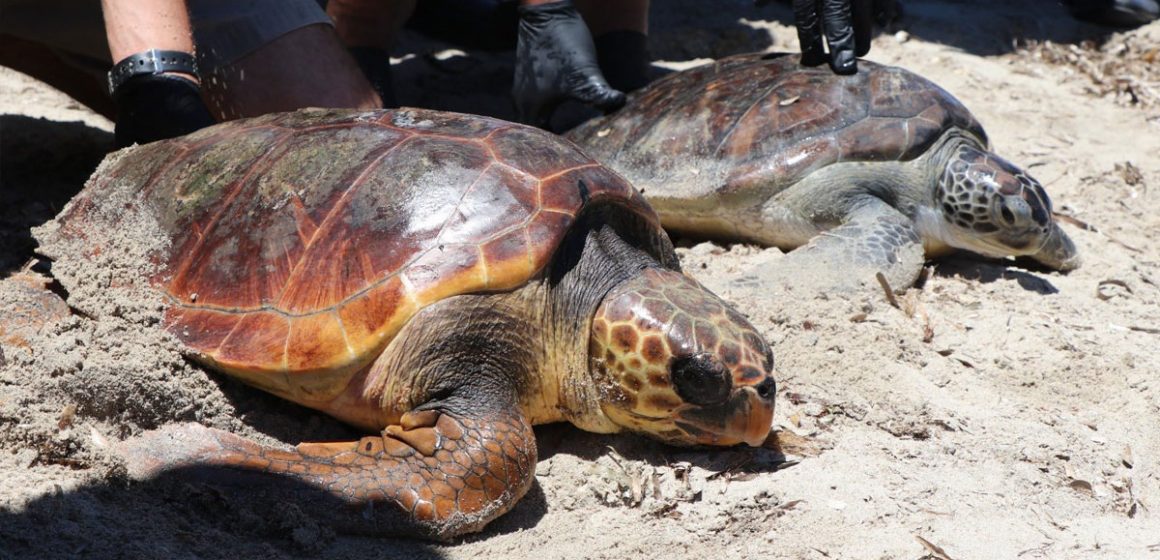 Deux tortues relâchées en mer à Monastir