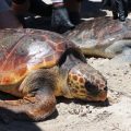 Deux tortues relâchées en mer à Monastir