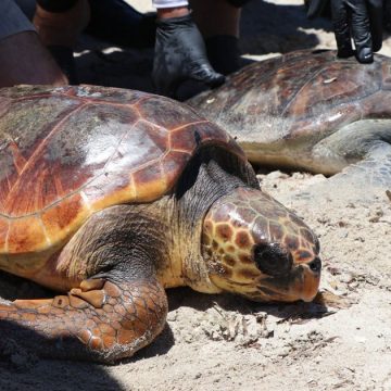 Deux tortues relâchées en mer à Monastir