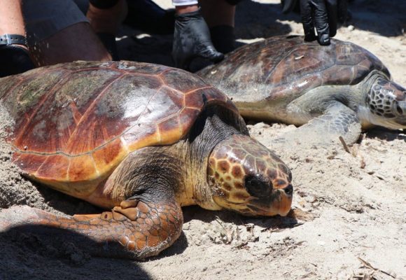 Deux tortues relâchées en mer à Monastir