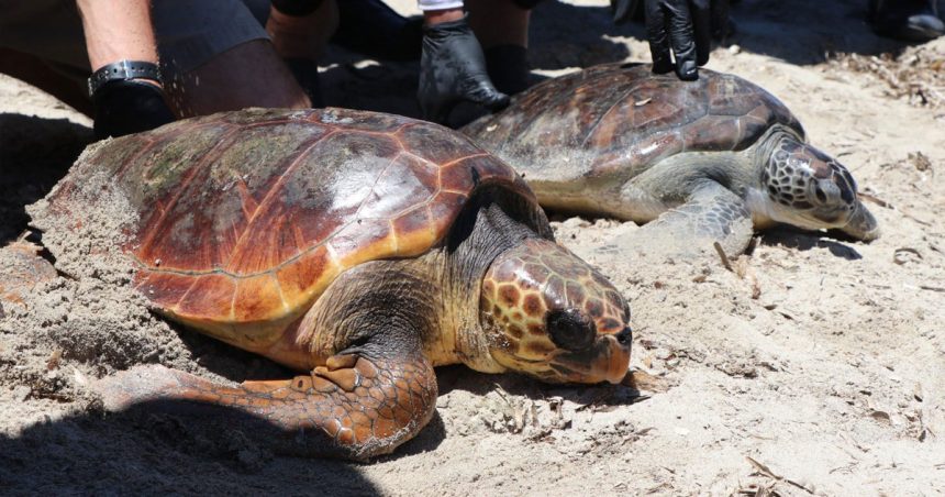 Deux tortues relâchées en mer à Monastir