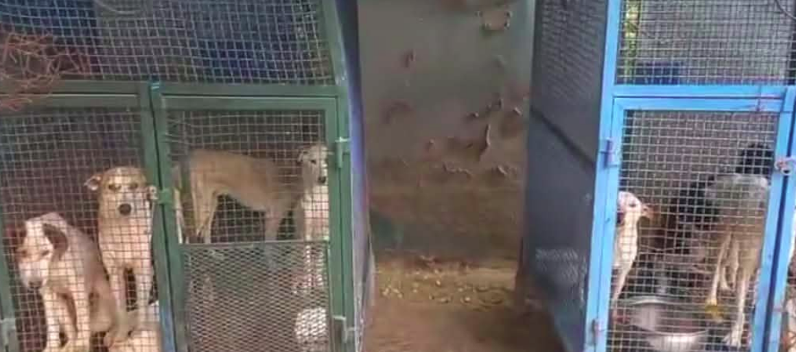 Chiens errants à Tunis | Mise au point de la municipalité