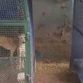 Chiens errants à Tunis | Mise au point de la municipalité