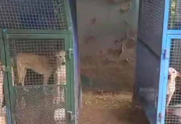 Chiens errants à Tunis | Mise au point de la municipalité