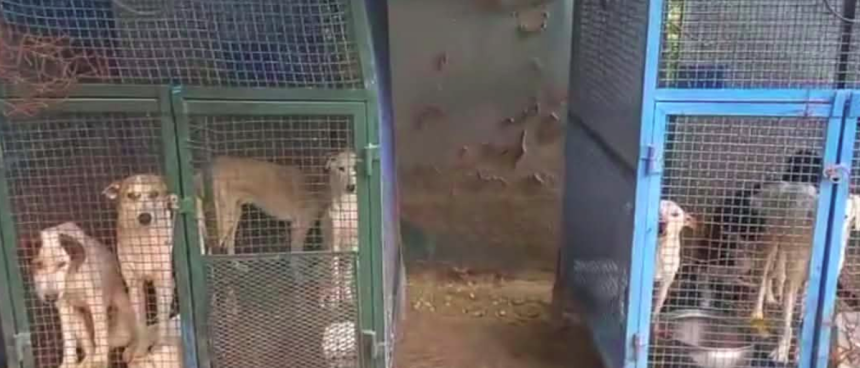 Chiens errants à Tunis | Mise au point de la municipalité