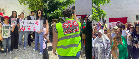 contre abattage des chiens Tunisie | Rassemblement contre l’abattage des chiens errants