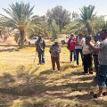 Le projet Biorest pour améliorer la qualité des dattes bio tunisiennes